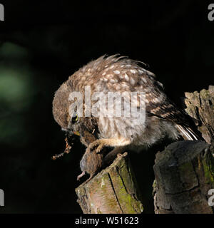Kleine Eule/Steinkauz (Athene noctua), auf einem pollard Baum gehockt, Fütterung auf/Essen ein Nagetier, Maus, holding Beute in seinen Krallen, Wildlife, Europa Stockfoto