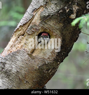 Größere / Buntspecht / Buntspecht (Dendrocopos major), juvenile, Küken, aus dem Nest hole, Europa suchen. Stockfoto