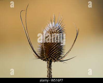 Dipsacus fullonum, Dipsacus sylvestris, gefroren Wilde Karde Pflanze im Winter, Bayern, Deutschland Stockfoto