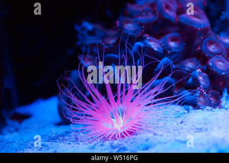 Anemonen. Schöne und bunte Korallen im Meerwasseraquarium. Stockfoto