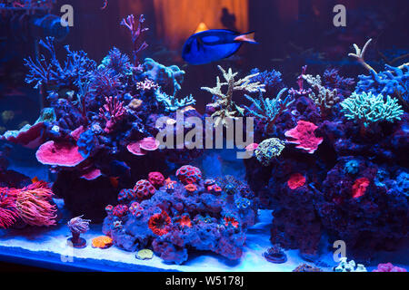 Schöne und bunte Korallen im Meerwasseraquarium. Stockfoto