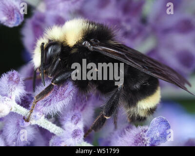 Hummel auf eine violette Blume Stockfoto