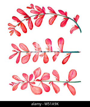 Dornige Berberis vulgaris (gemeinsame, europäische oder einfach Berberitze), Zweig mit roten Blätter, isolierte Handgemalten Aquarell grafik design Element für Stockfoto