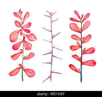 Dornige Berberis vulgaris (gemeinsame, europäische oder einfach Berberitze), Zweige mit roten Blätter und Dornen, isolierte Handgemalten Aquarell grafik design Stockfoto
