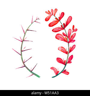Dornige Berberis vulgaris (gemeinsame, europäische oder einfach Berberitze) Zweig mit roten Blätter und Dornen, isolierte Handgemalten Aquarell grafik design e Stockfoto