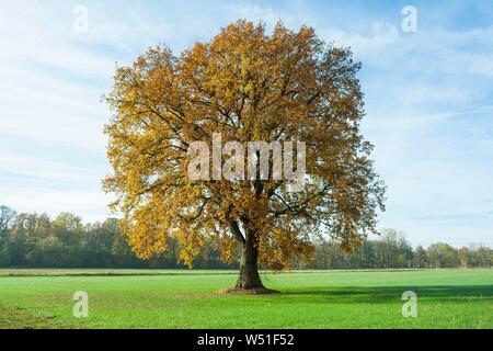 Englisch Eiche (Quercus robur), autumnally verfärbt einsamer Baum, Thüringen, Deutschland Stockfoto