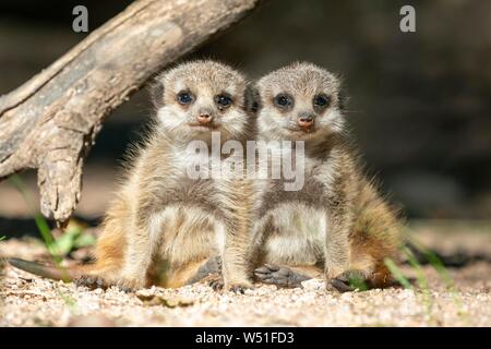 Erdmännchen (Suricata suricatta), junge Tiere stehen, Deutschland Stockfoto