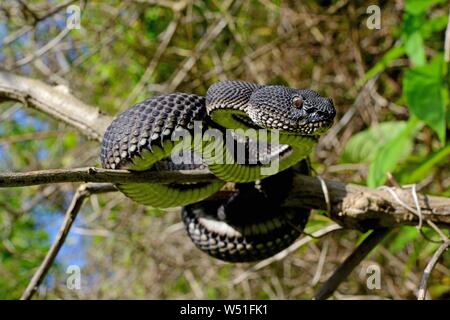 Mangrove Bambusotter (Ein älterer Name purpureomaculatus) Klettern im Baum, in der Nähe von Bukittinggi, Sumatra Stockfoto