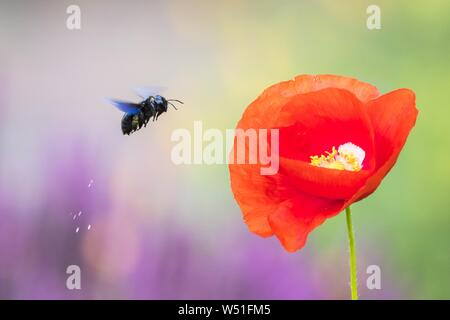 Violett Tischler Biene (Xylocopa violacea) fliegt nach Mais Mohn (Papaver rhoeas), Hessen, Deutschland Stockfoto