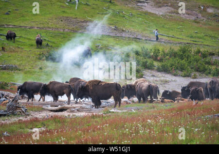 Eine Herde Bisons entlang der Yellowstone National Park, Wyoming, USA. Stockfoto