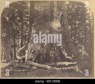 Abschnitt des Grizzly Giant, 33 Fuß Durchmesser, Mariposa Grove, Yosemite, Nr. 111, Carleton Watkins (American, 1829-1916), 1861, Eiweiß Silber drucken, 43,2 x 52,1 cm (17 x 20 1/2 in. Stockfoto