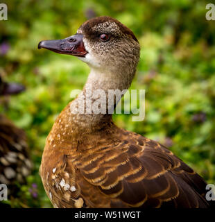 West Indian Pfeifen Ente in Slimbridge Stockfoto