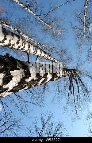 Gruppe von Birken Baum schwarz und weiß Trunks Textur und Filialen ohne Blätter auf blauen Feder Himmel Hintergrund, Blick vom Boden Stockfoto