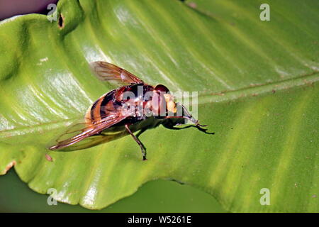 Hoverfly, Volucella zonaria, der Hornet hoverfly nachahmen. Sieht aus wie ein gefährliches, stechen Hornet aber ist wirklich harmlos. Ivybridge, Devon, England. Stockfoto