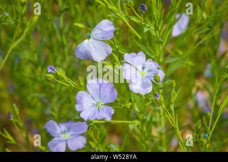 Blumen von Leinsamen oder gemeinsamen Flachs, Linum usitatissimum, in der Nähe von Henley-on-Thames, Oxfordshire Stockfoto