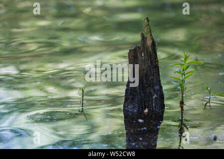 Die farben der Bäume sich im Wasser der Brucher Talsperre Stockfoto