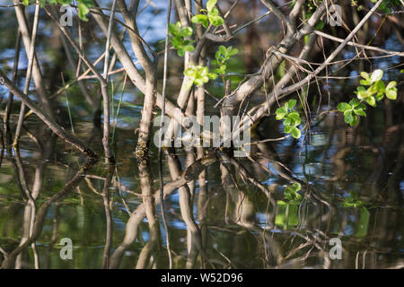 Bäume im Wasser der Brucher Talsperre, Deutschland Stockfoto