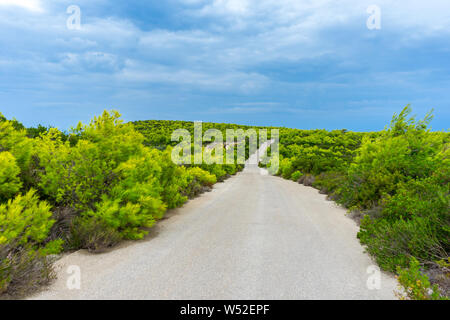 Griechenland, Zakynthos, endlosen Straße zwischen intensiven grünen Nadelwald Stockfoto