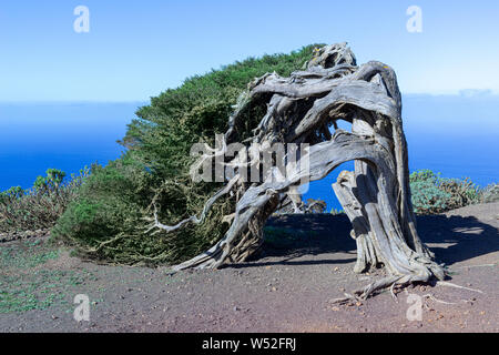 Sabina - Wahrzeichen der Insel El Hierro Stockfoto