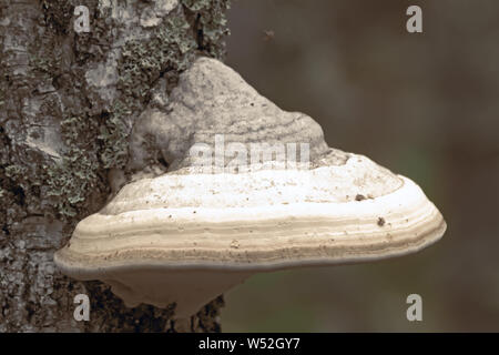 Am Birke Stamm mit großen weißen Pilz Chaga wächst Moos bedeckt. Stockfoto