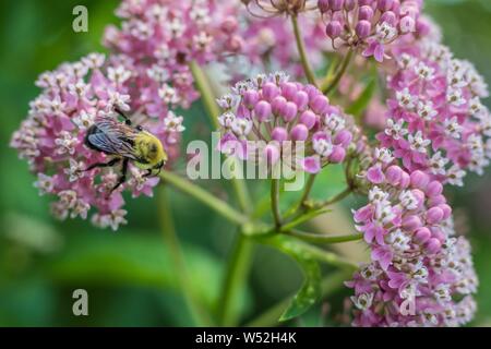 Hummel, Bombus, Feeds auf rosa Seidenpflanze, Asclepias incarnata, an einem Sommermorgen Stockfoto