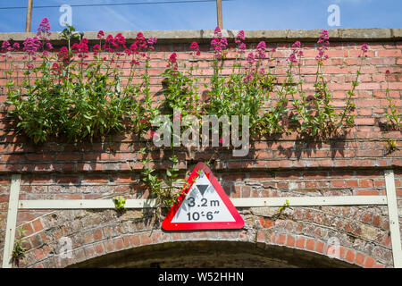 Die rosa Blüten rot Baldrian oder Jupiter's Bart wachsen zwischen den Backsteinen auf einem Eisenbahnbrücke Stockfoto