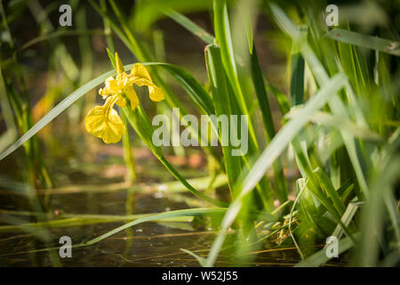 Iris pseudacorus oder gelbe Iris, Brucher Talsperre, Deutschland Stockfoto