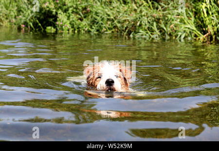 Peterborough, Cambridgeshire, Großbritannien. 25. Juli, 2019. Percy Der fox-terrier Hund hat eine Abkühlung im Fluss Nene schwimmen auf Was könnte einer der heißesten Tage, die je in Peterborough, Cambridgeshire am 25 Juli, 2019 Kredit aufgenommen werden: Paul Marriott/Alamy leben Nachrichten Stockfoto