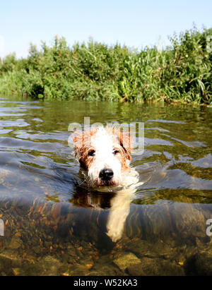 Peterborough, Cambridgeshire, Großbritannien. 25. Juli, 2019. Percy Der fox-terrier Hund hat eine Abkühlung im Fluss Nene schwimmen auf Was könnte einer der heißesten Tage, die je in Peterborough, Cambridgeshire am 25 Juli, 2019 Kredit aufgenommen werden: Paul Marriott/Alamy leben Nachrichten Stockfoto