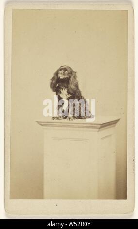 Kleiner Hund auf ein Podest gestellt, Fratelli Alinari (Italienisch, gegründet 1852), 1865-1875, Eiweiß silber Drucken Stockfoto