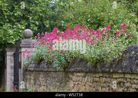 Blumen rot Baldrian oder Jupiter's Bart wachsen von der Spitze einer Steinmauer in Oxford Stockfoto