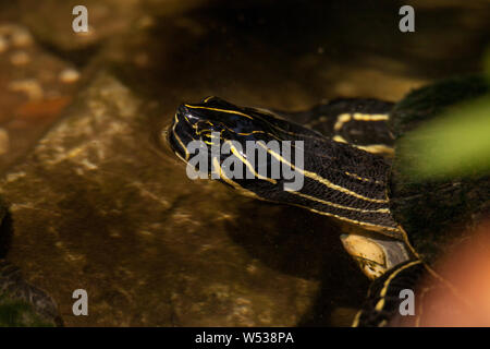 Suwannee River cooter turtle Pseudemys sp. suwanniensis schwimmt in einem Teich in Naples, Florida. Stockfoto