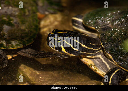 Suwannee River cooter turtle Pseudemys sp. suwanniensis schwimmt in einem Teich in Naples, Florida. Stockfoto