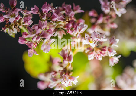 Blühende Pflanze wächst Buchweizen in der Agrarwirtschaft. Ansicht von oben. Soft Focus. Makro. Stockfoto