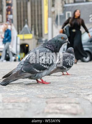 Tauben für Lebensmittel von Touristen am Dam Platz, Amsterdam, Holland warten. Stockfoto