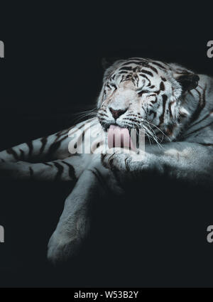 Weißen Könige Tiger Portrait auf schwarzem Hintergrund Stockfoto