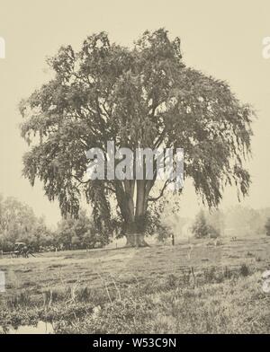 Die großen Elm, Lancaster, Henry Brooks (American, Born 1857), Boston, Massachusetts, USA, 1890, Photogravüre, 22,3 × 17,6 cm (8 3/4 x 6 15/16 in Stockfoto