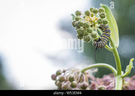 Caterpillar, Monarch Danaus Plexppus, Feeds auf Rosa gemeinsame Seidenpflanze, Asclepias, an einem Sommermorgen Stockfoto