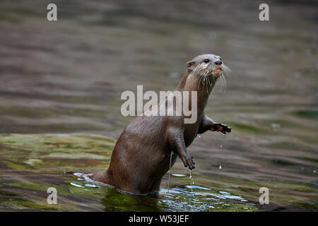 Süße Asiatische Small - kratzte Otter (Amblonyx cinerea) in Wasser, Bild Stockfoto