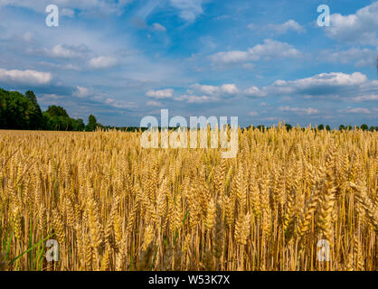 Schließen Sie herauf Bild der gelben cornfeld vor der Ernte, Seitenansicht Stockfoto