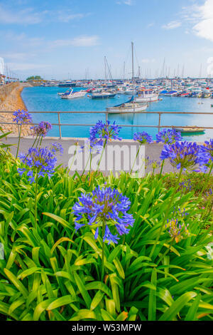 Agapanthus africanus (Afrikanische Lilie) mit der QE2, Marina auf der Kanalinsel Guernsey. Stockfoto