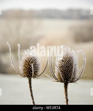 Dipsacus fullonum, Dipsacus sylvestris, gefroren Wilde Karde Pflanze im Winter, Bayern, Deutschland Stockfoto