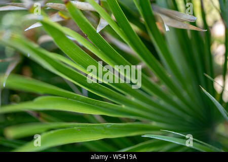 Jelly Palm Früchte Closeup Schuß in Civitavecchia, Italien Stockfoto