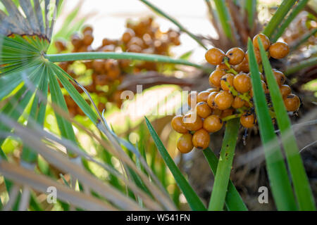 Jelly Palm Früchte Closeup Schuß in Civitavecchia, Italien Stockfoto