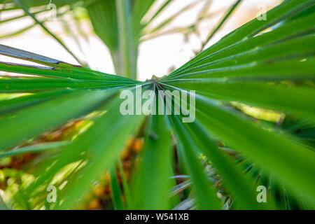 Jelly Palm Früchte Closeup Schuß in Civitavecchia, Italien Stockfoto