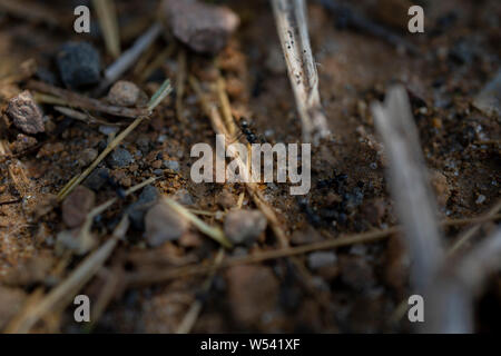 Ameisen im Gras in Civitavecchia, Italien arbeiten Stockfoto
