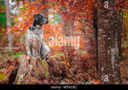 Deutsche Jagd Hund im Herbst Landschaft posieren Stockfoto