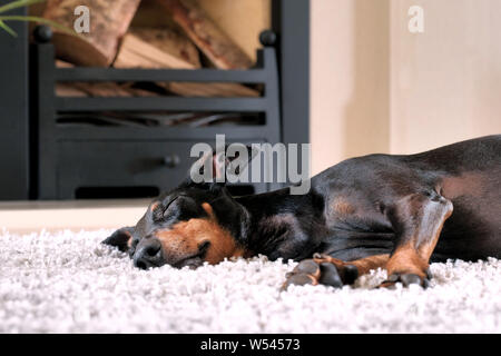 Ein Hund, die Rasse ist ein Manchester Terrier, komfortabel, schläft und entspannt auf einem Wohnzimmerteppich vor einem Kamin. Stockfoto