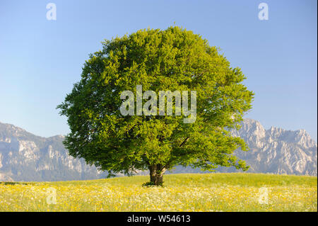 Single Tree mit perfekten Treetop in der Wiese Stockfoto