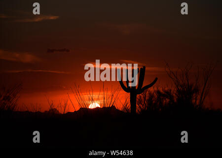 Ein Saguaro Kaktus und Ocotillo während der monsunzeit Sonnenuntergang, Saguaro National Park, Rincon, Sonoran Wüste, Tucson, Arizona, USA. Stockfoto